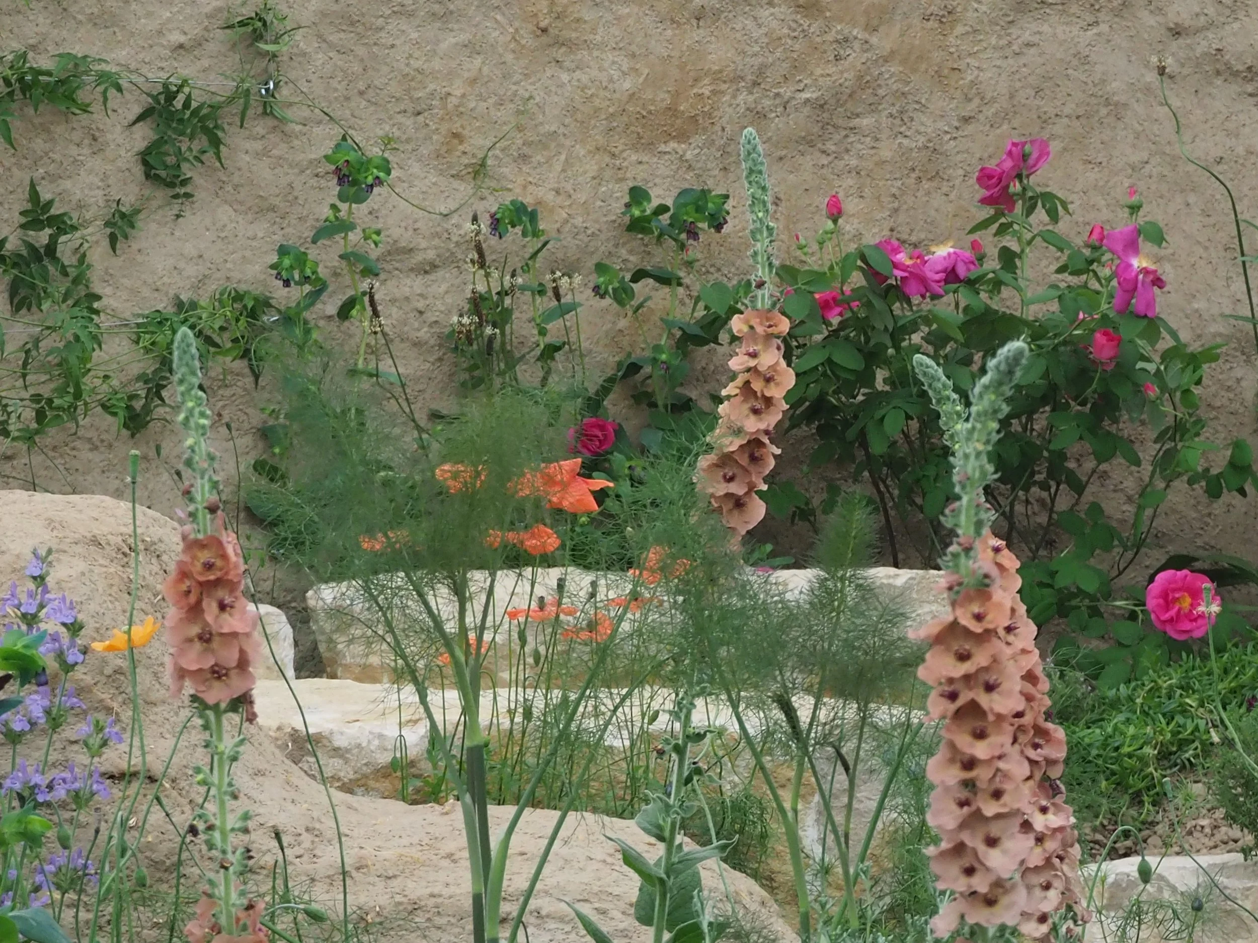 A nature led RHS Chelsea Flower Show 2023