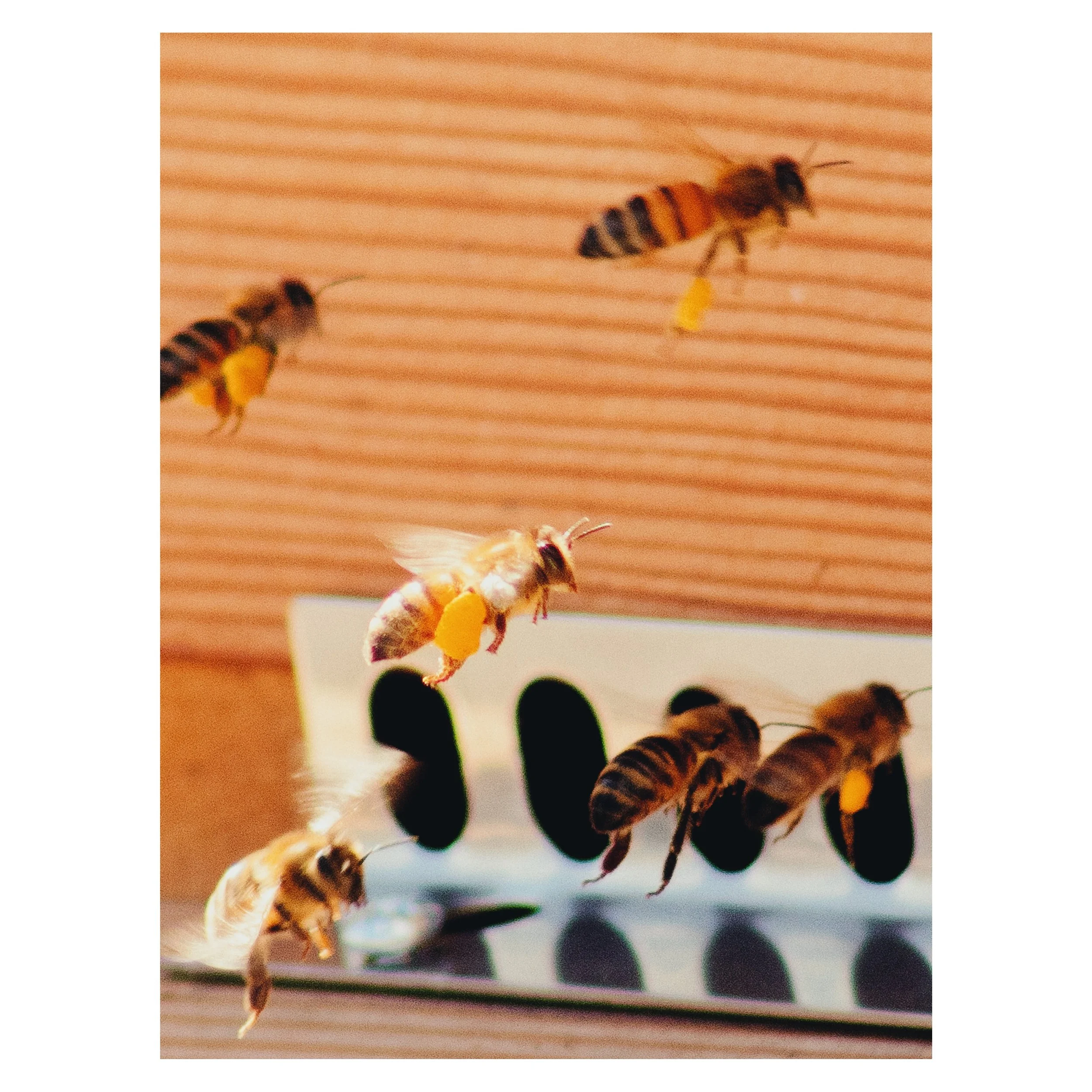 Getting buzzy