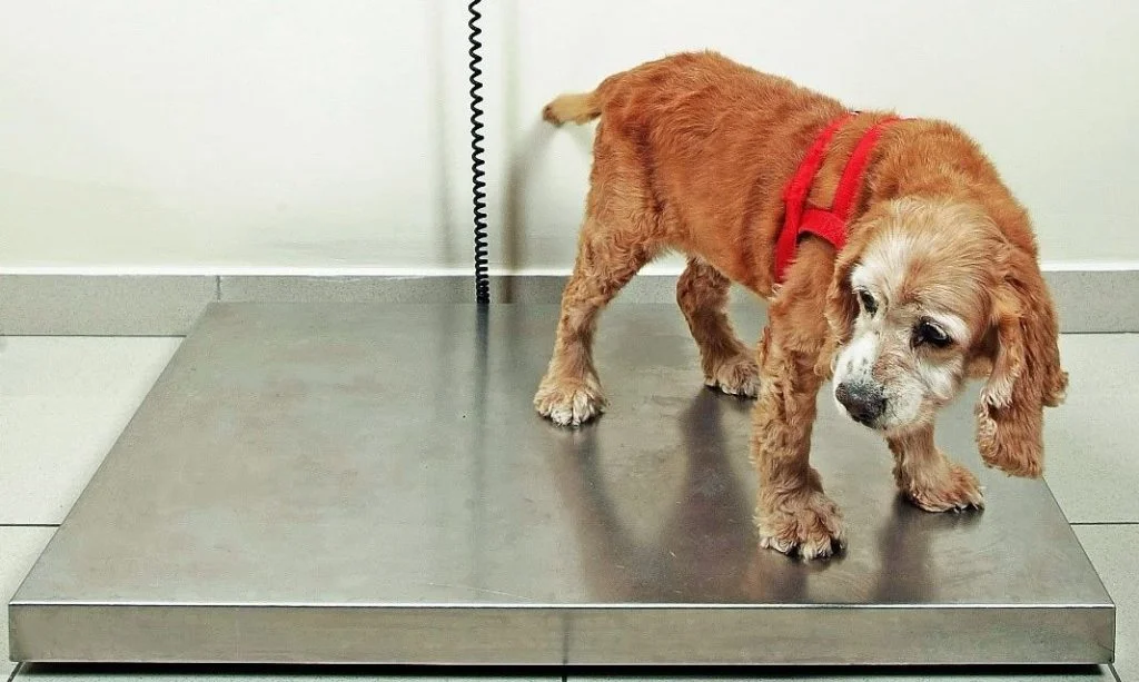 Why Is Veterinary Scale Calibration Necessary?