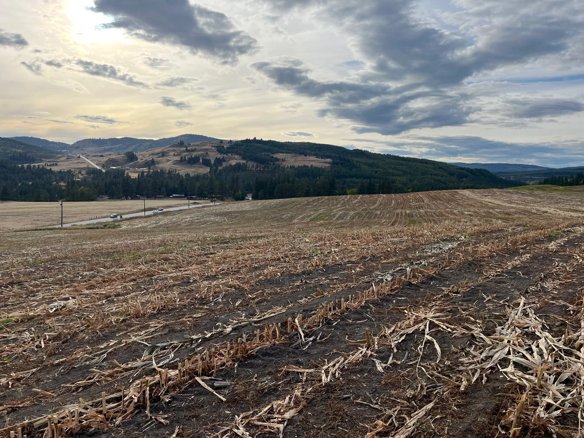 Determining the best fall-seeded cover crop mixtures for field rejuvenation and cost effectiveness