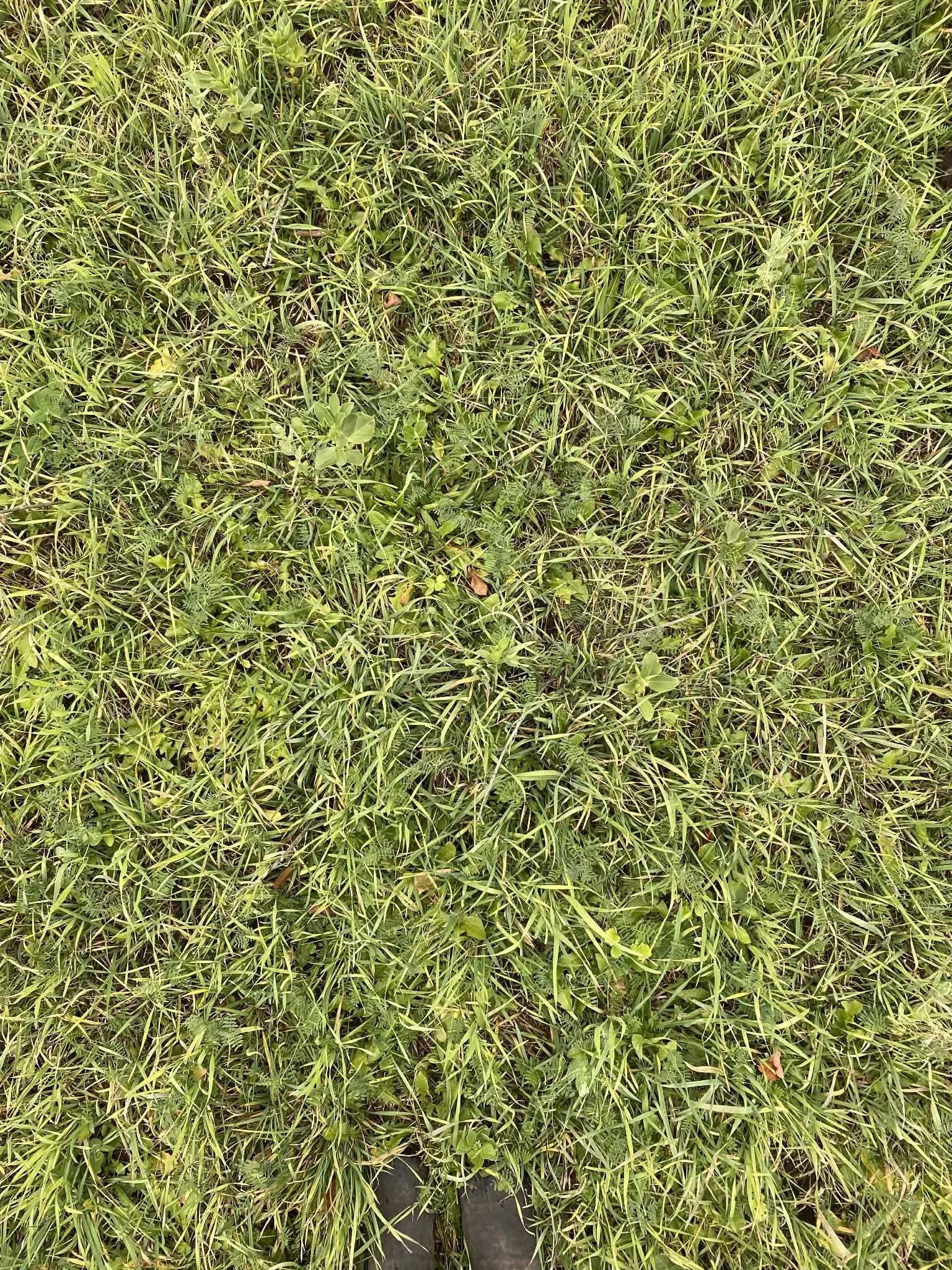 An economic comparison of different extended grazing strategies