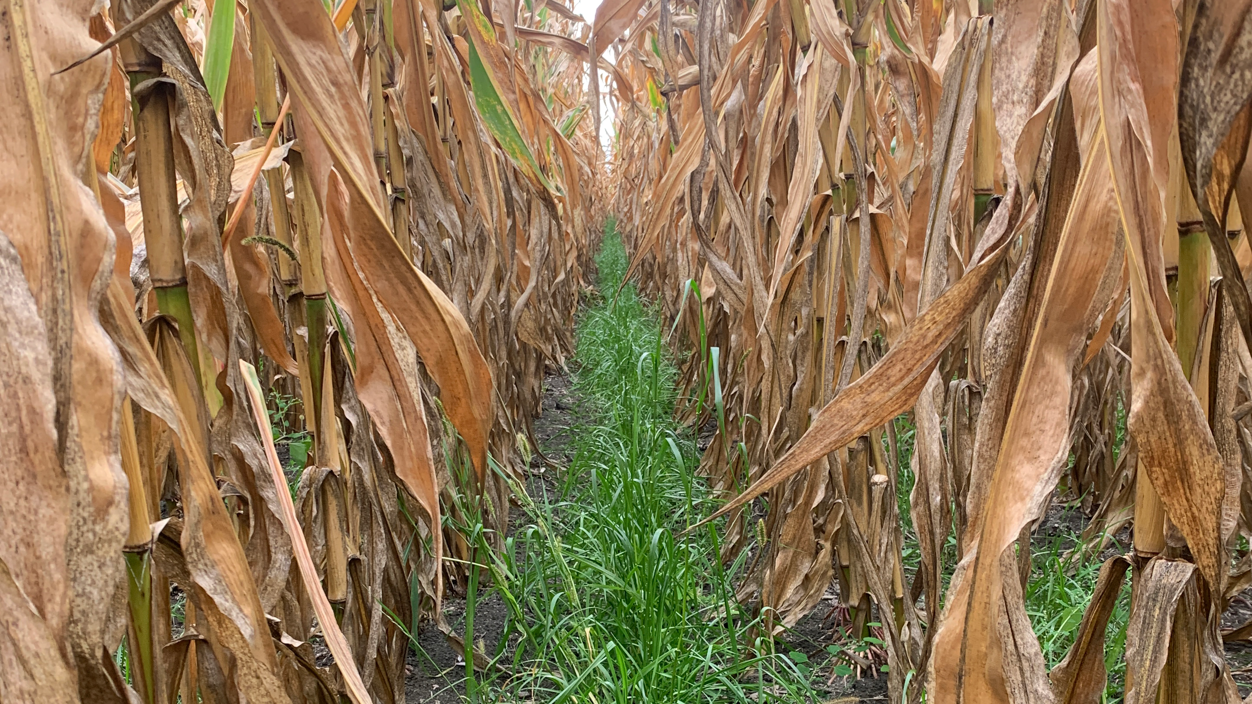 Intercropping cover crops in grain corn: evaluating seeding methods
