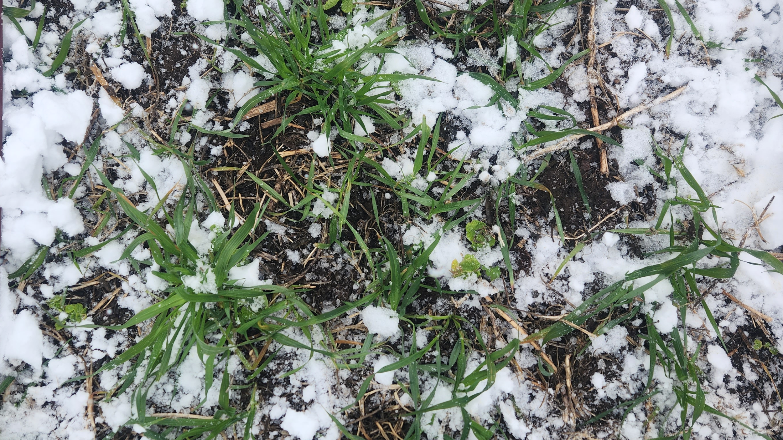 Evaluating the latest planting date for establishing cover crops after spring cereal, soybean and silage corn crops.
