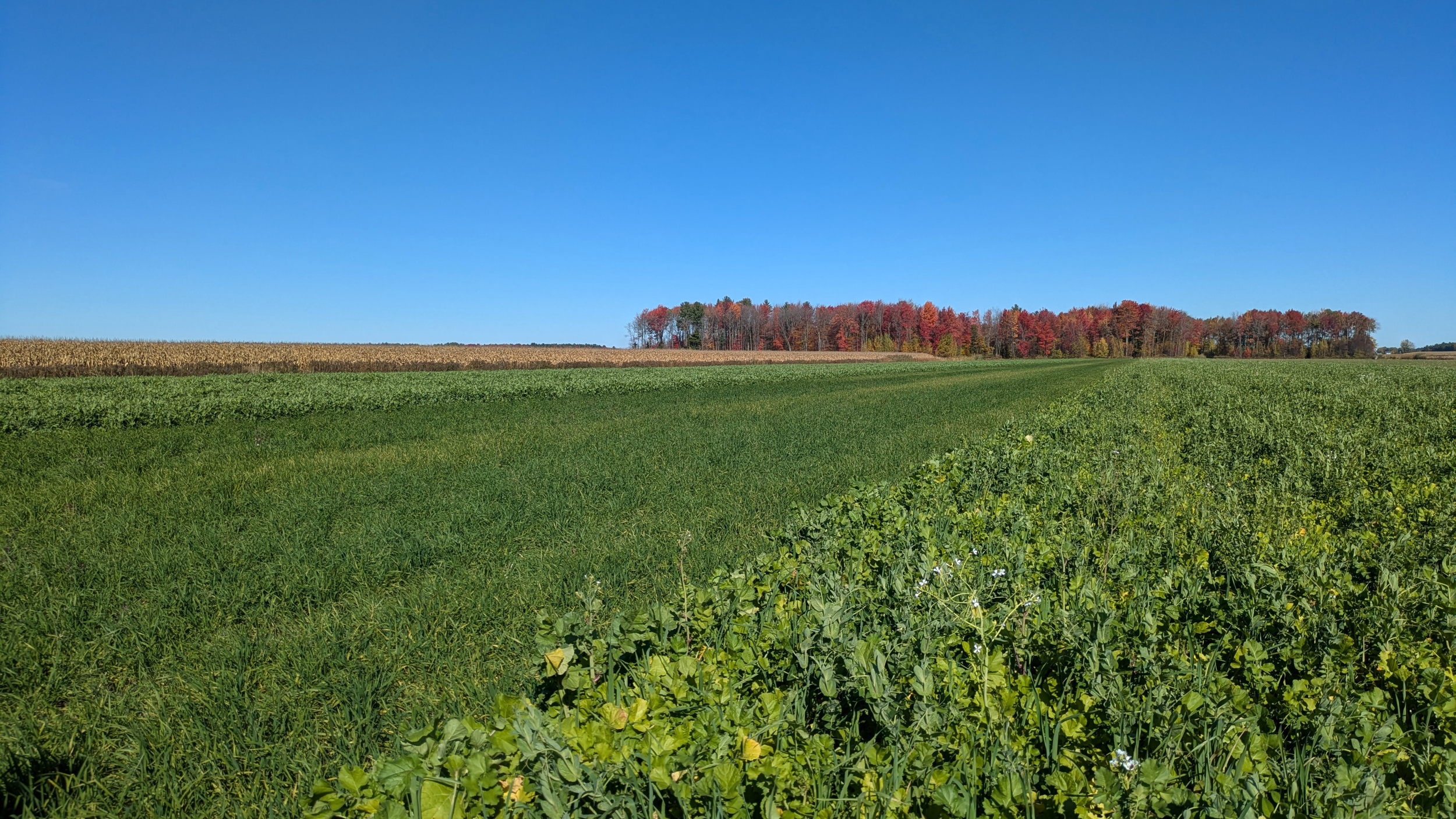 Measuring the impact of different proportions of legumes in cover crop mixes on nitrogen credits in a subsequent corn crop