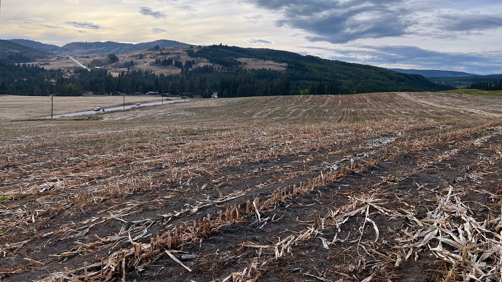 Determining the best fall-seeded cover crop mixtures for field rejuvenation and cost effectiveness