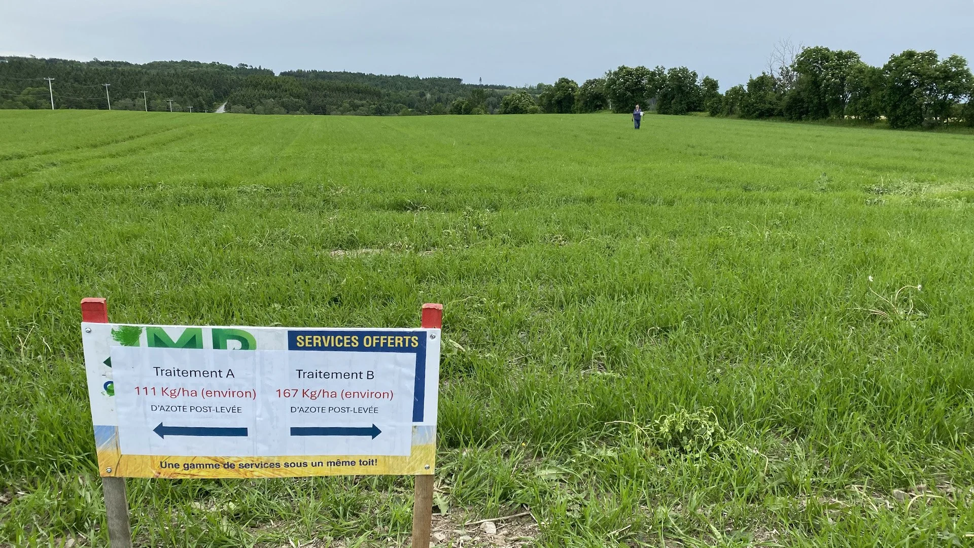 Refining nitrogen rates for spring wheat on high-organic-matter soils in the Bas-Saint-Laurent 