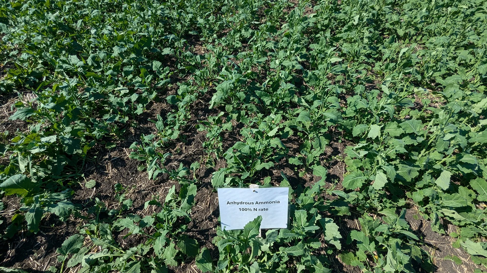 Nitrogen EEFs in northeast Saskatchewan: What is the impact on nutrient management and profitability?