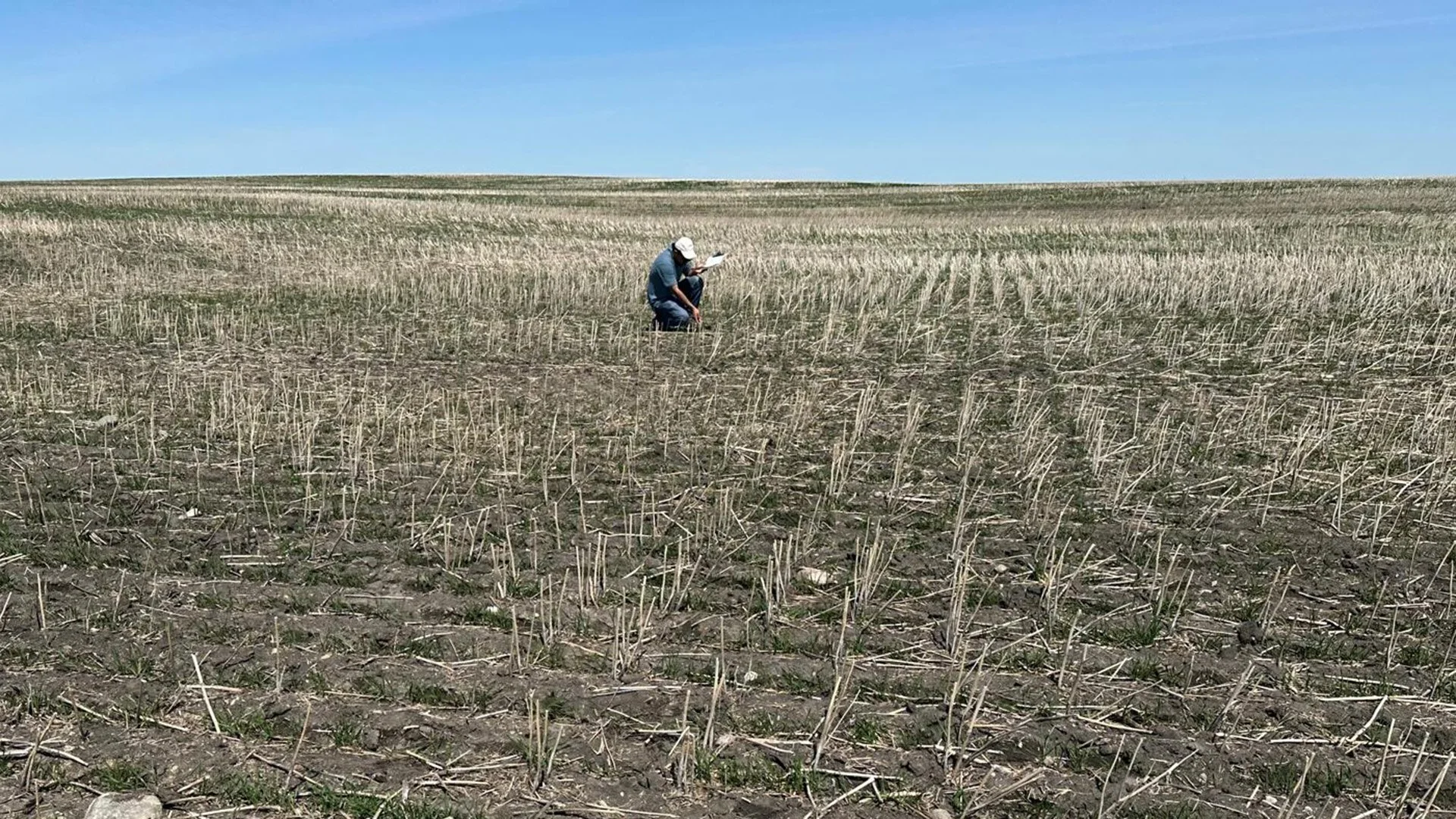 Optimizing wheat yield and quality: Farm-scale comparison of blanket vs. variable rate nitrogen strategies across landscape positions