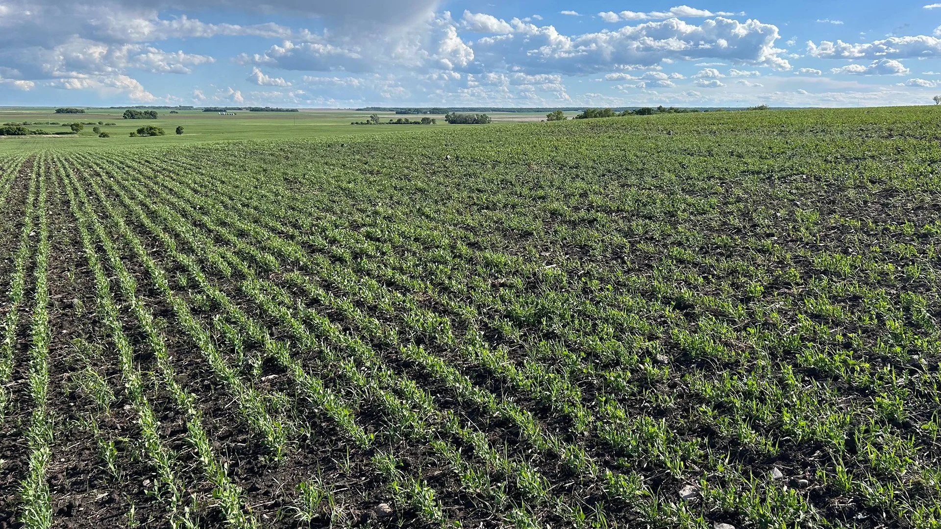 Intercropping legumes impact on nitrogen cycling and grazing as a form of cover crop termination