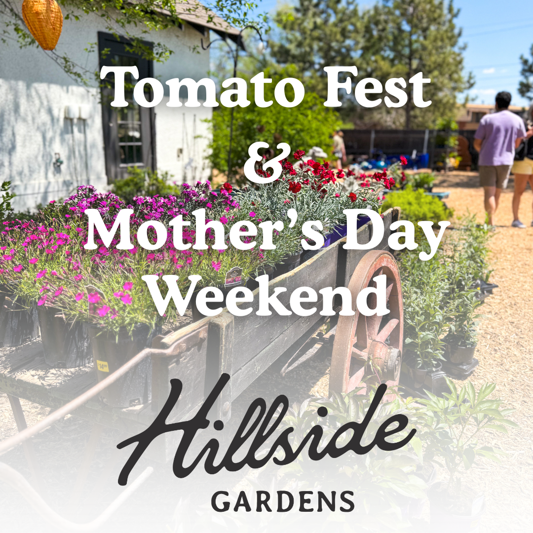 Tomato-Fest &amp; Mother’s Day Weekend at Hillside Gardens