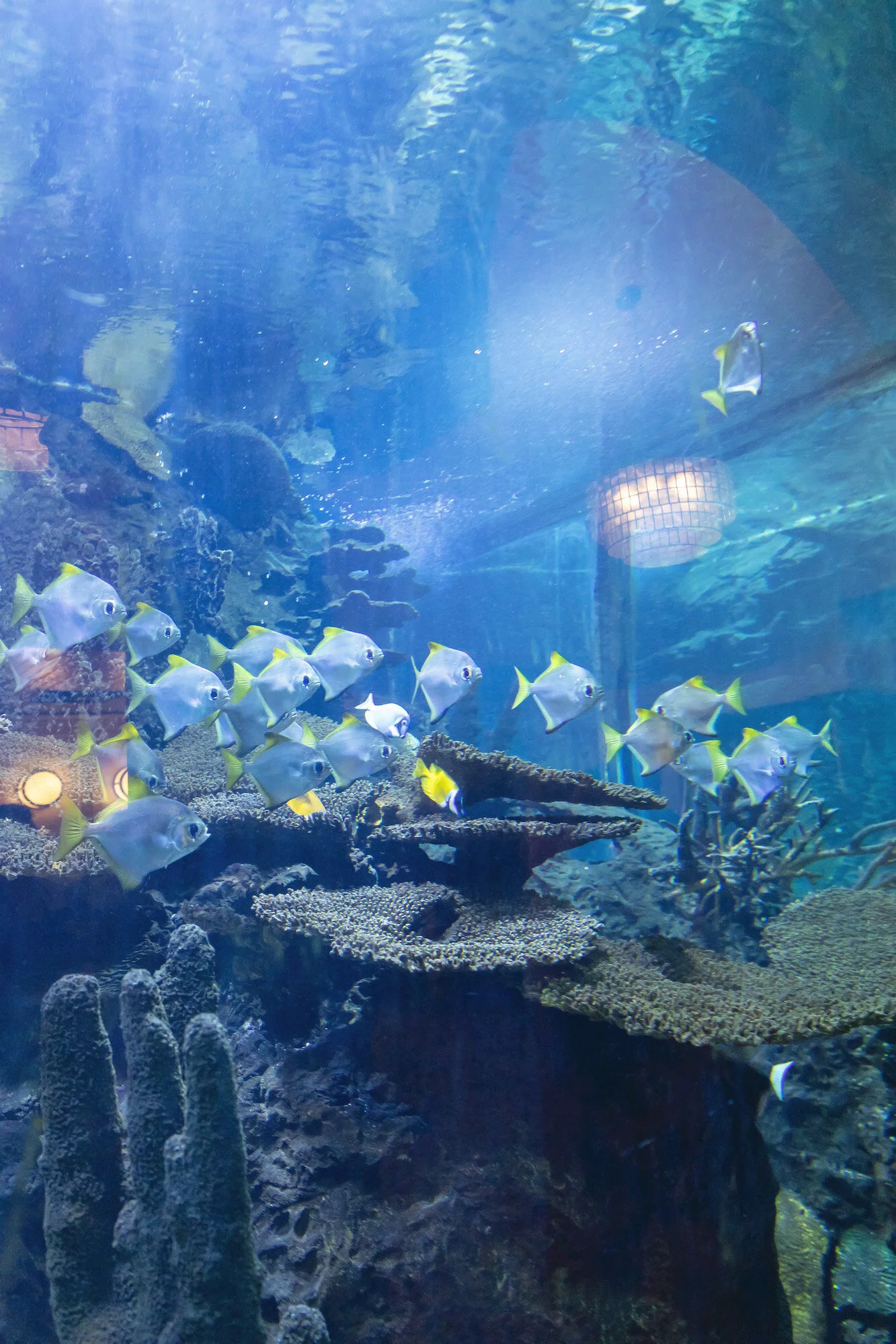 Saltwater Grill Panama City Beach