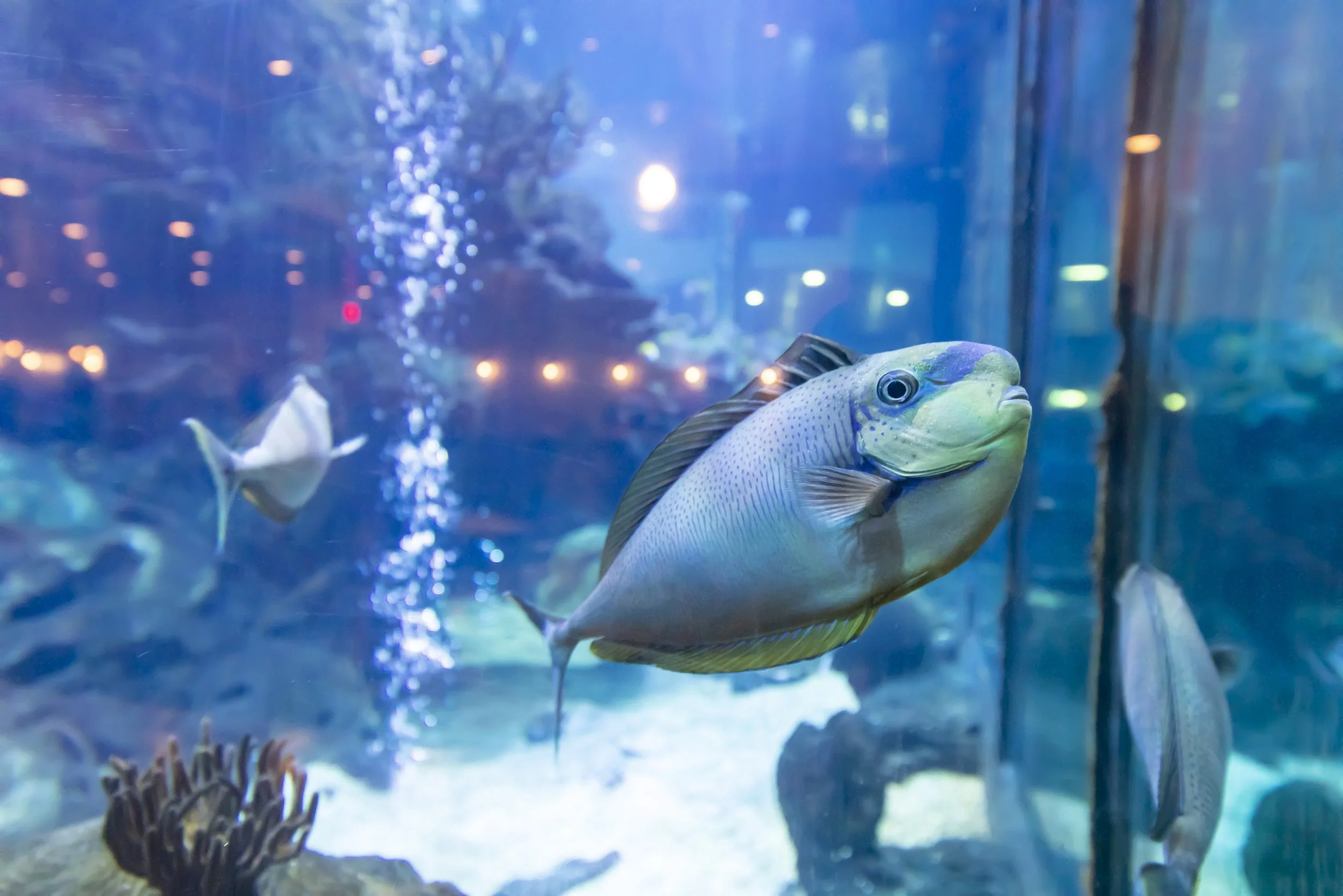 Why You Should Dine at Saltwater Grill in Panama City Beach, Florida