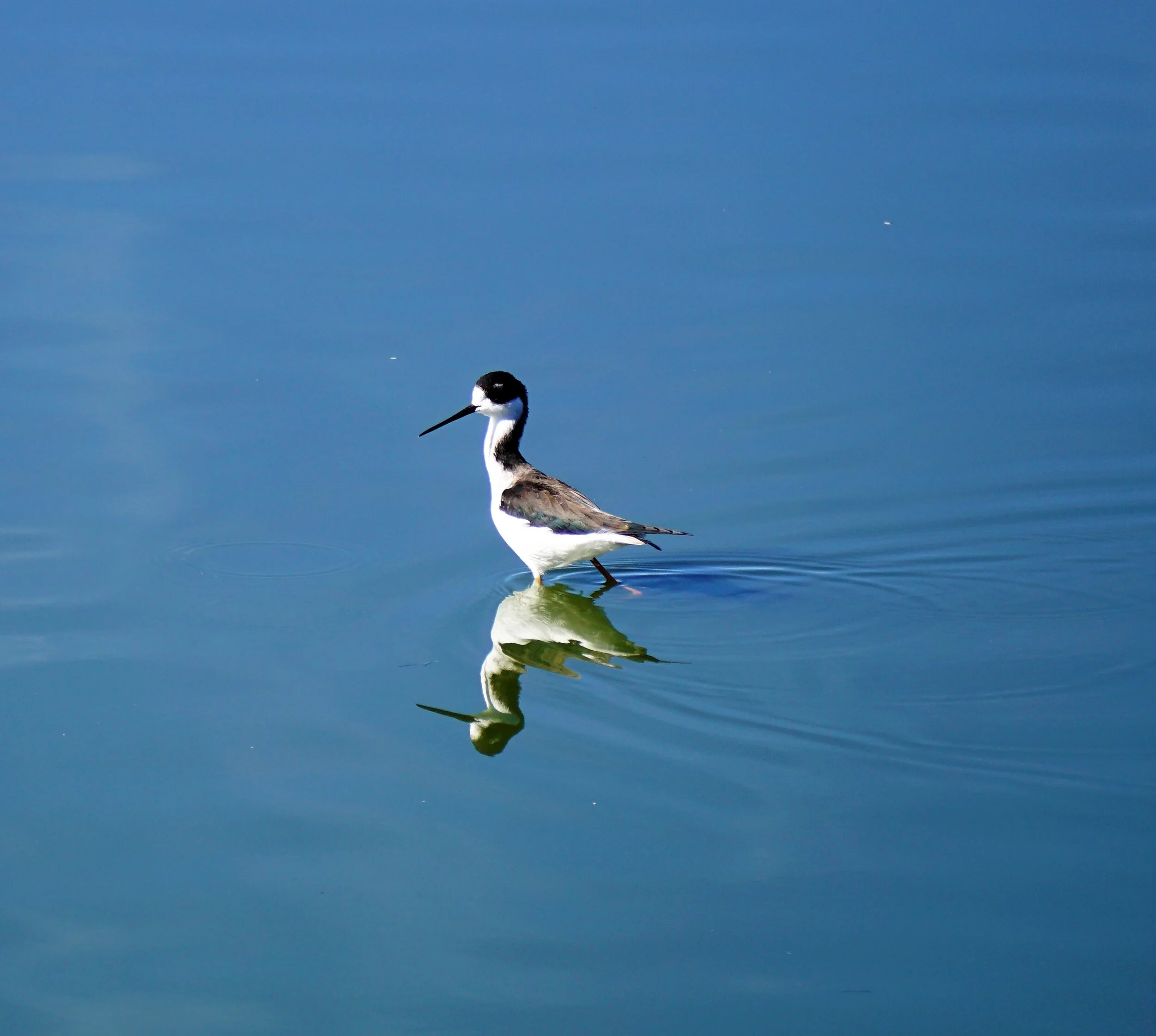 BlackneckedStilt_DSC5110.jpg