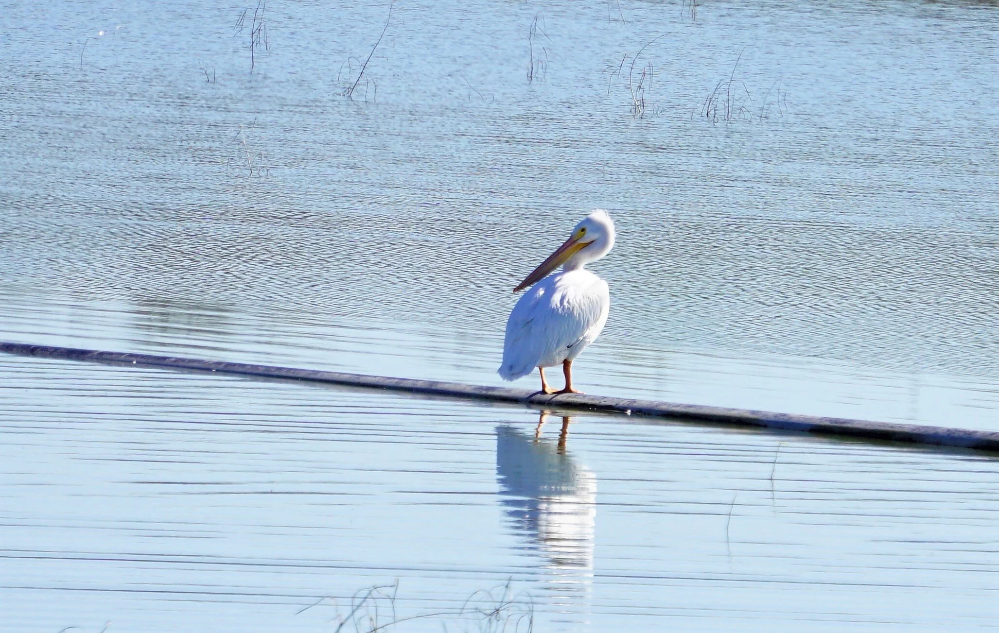 Pelican_DSC5121.jpg