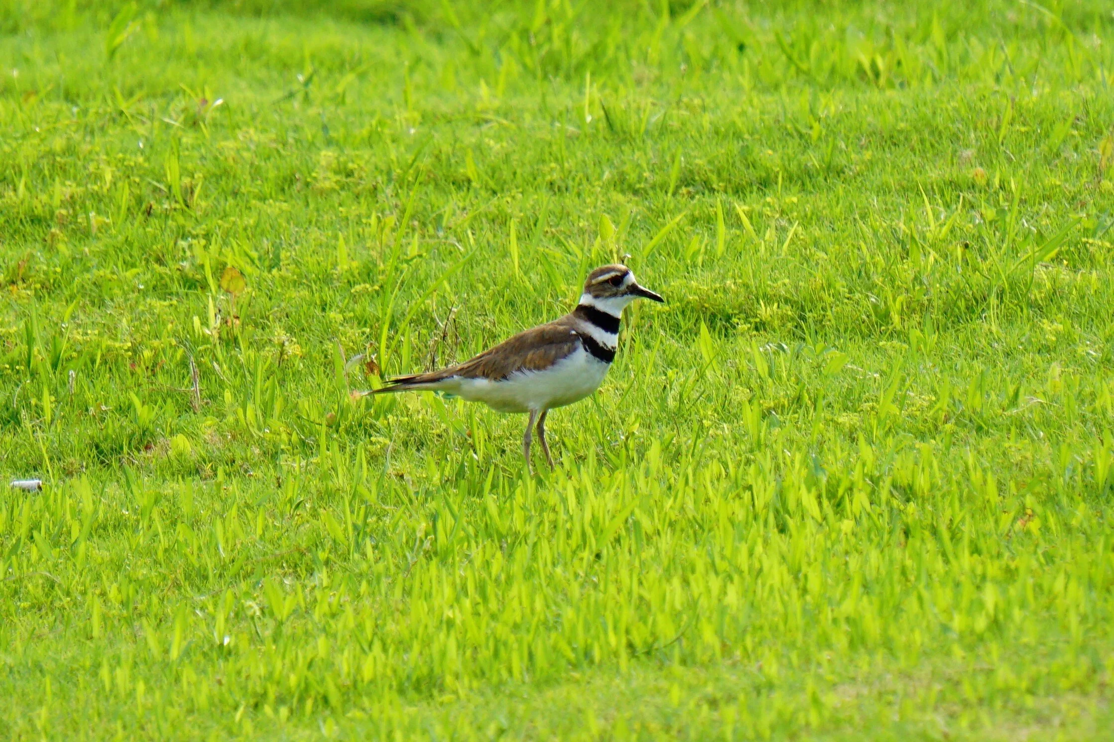 killdeer_DSC7345.jpg