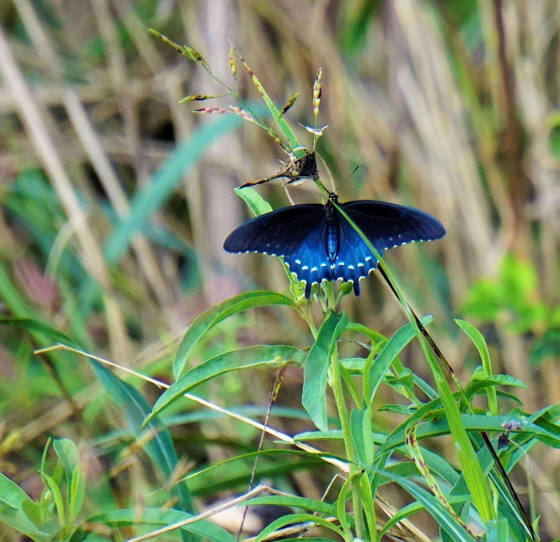 _DSC4643_PipevineSwallowtailButterfly.jpg