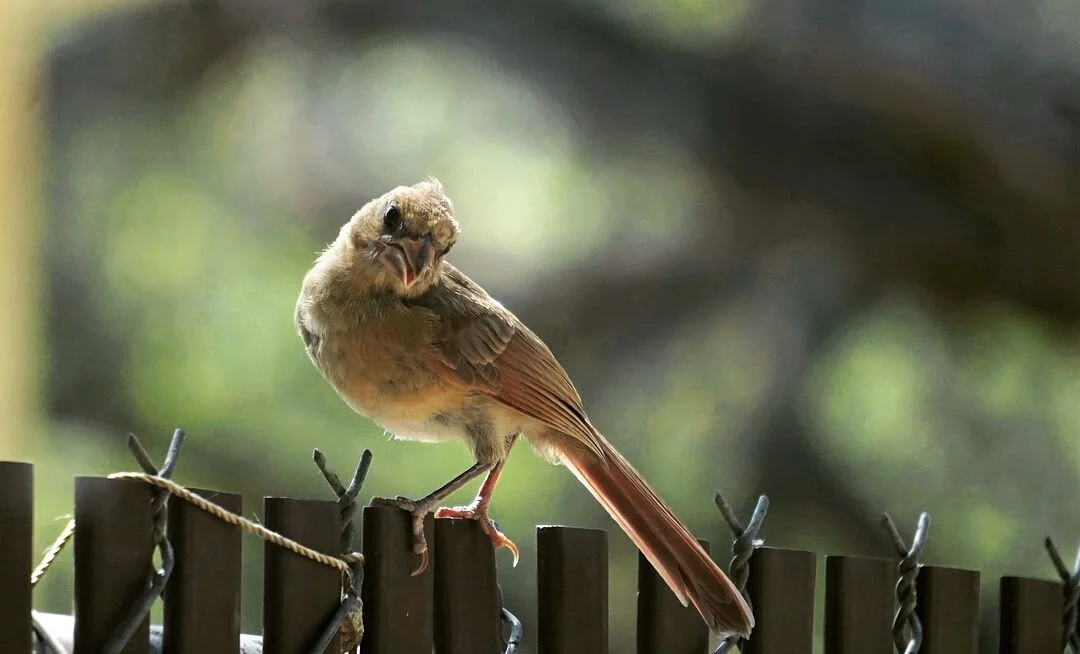 babyNorthernCardinal.jpg