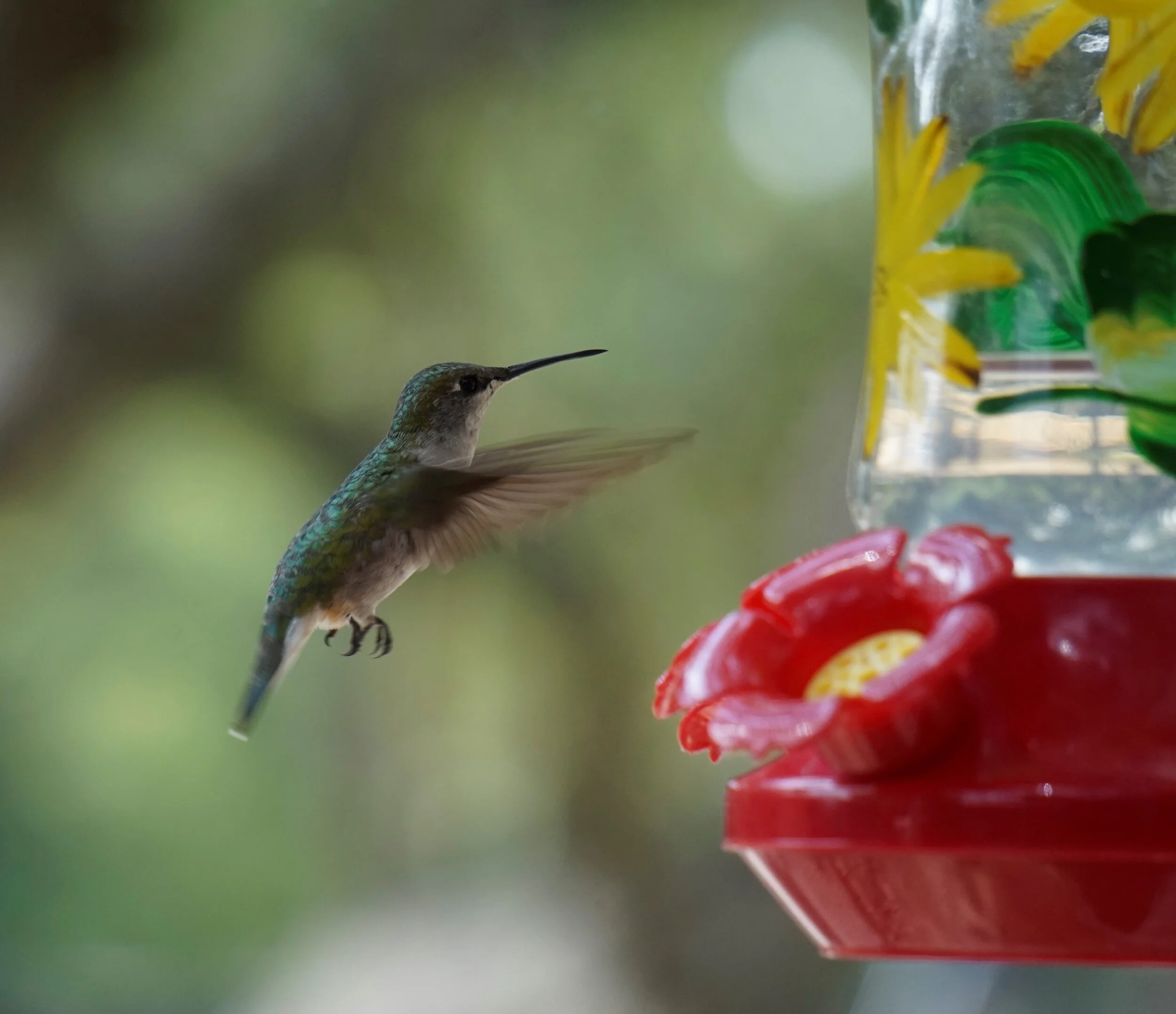 hummer_DSC7877.jpg