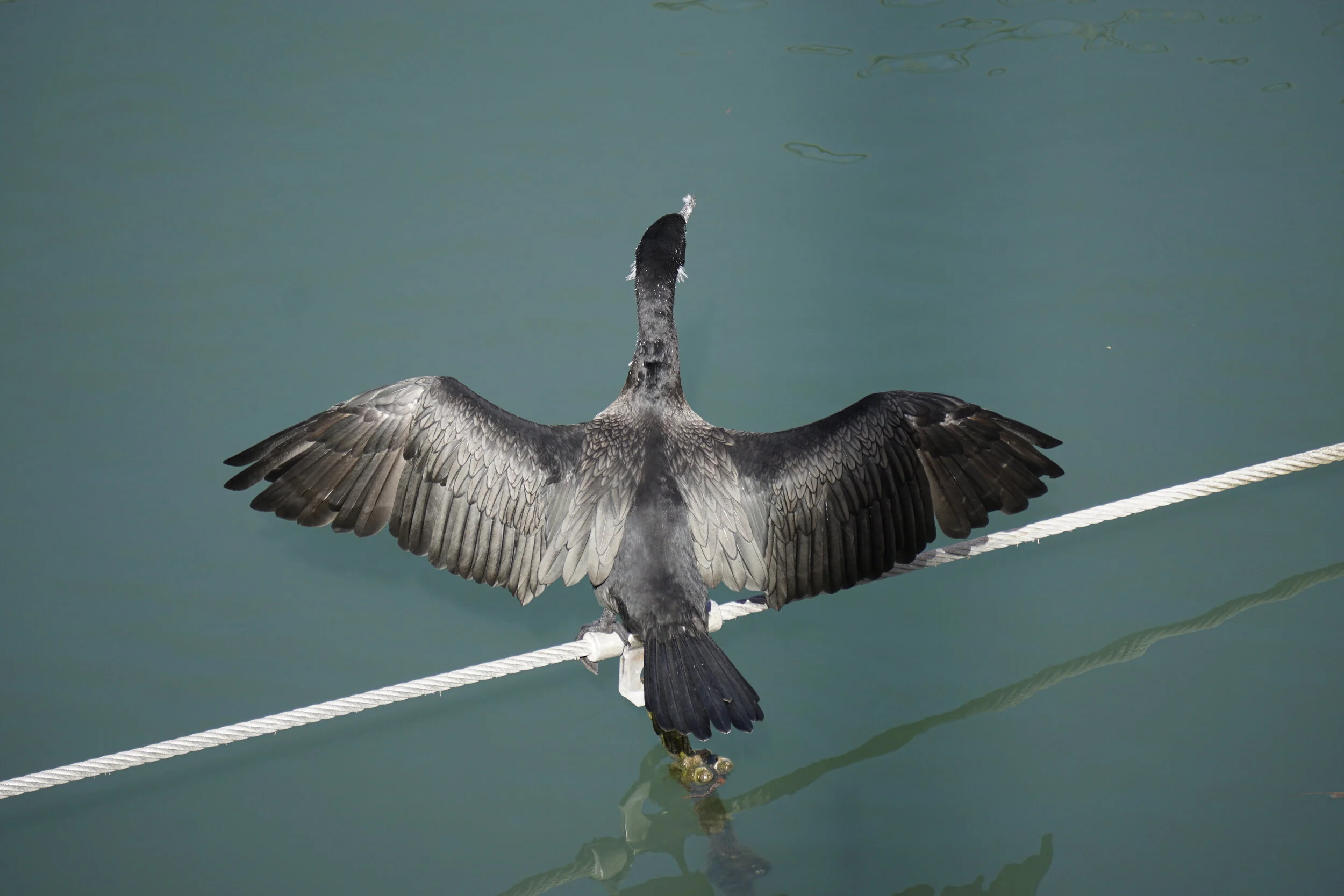 Cormorant_DSC5285.JPG