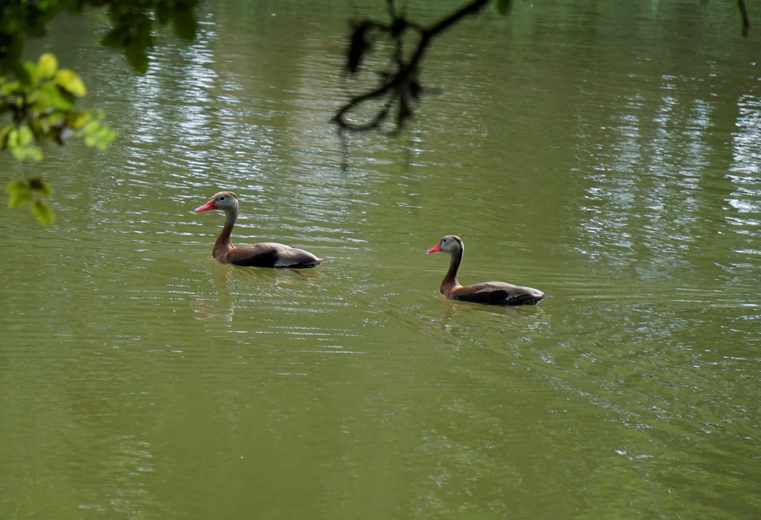 ducks_DSC7455.jpg