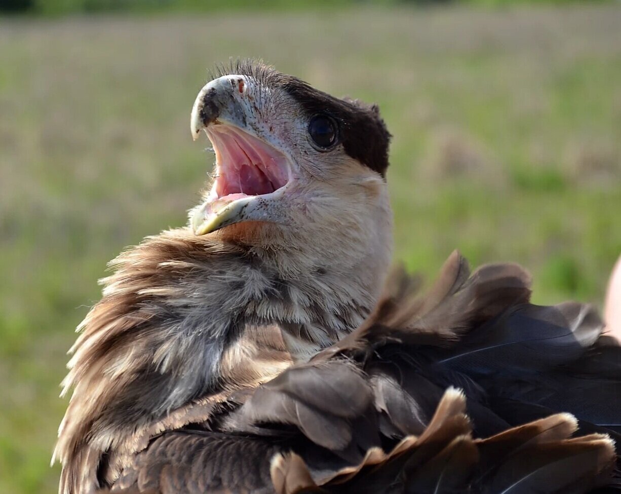 Fledgling%2BCRCA.jpg