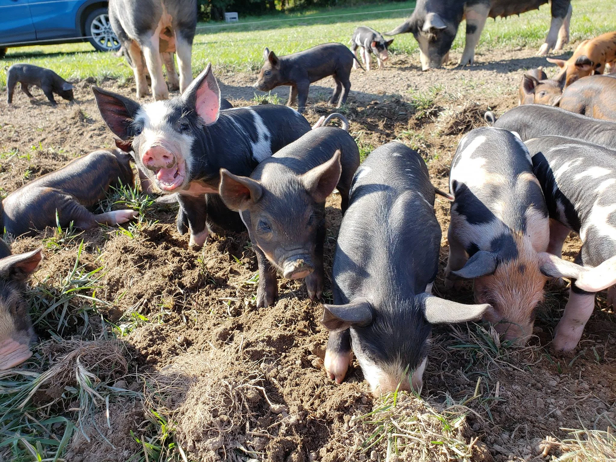 Bittersweet Family Farm