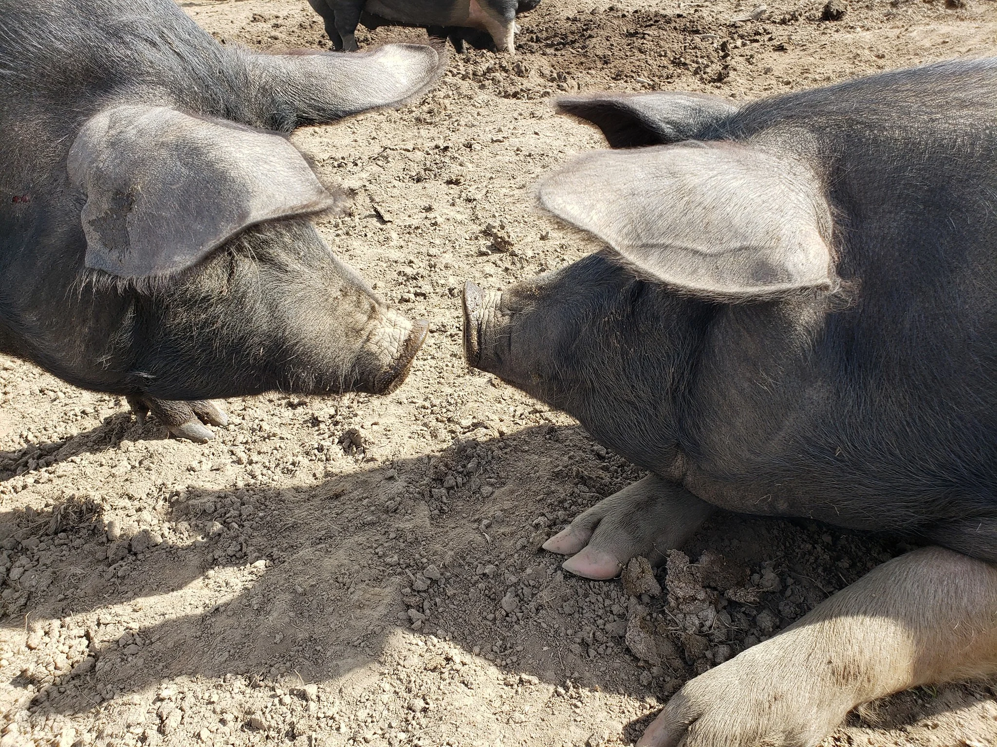 Bittersweet Family Farm