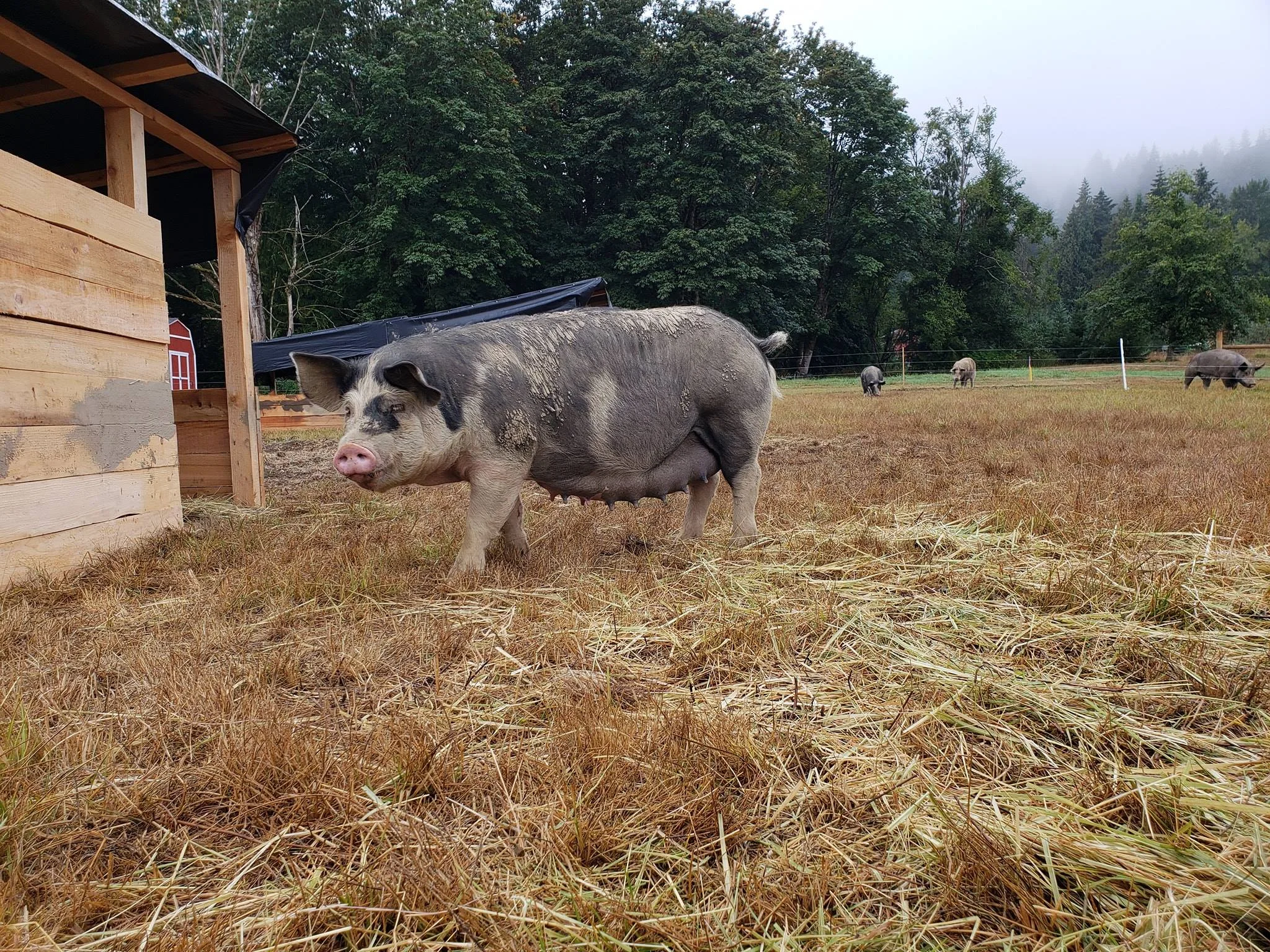 Bittersweet Family Farm