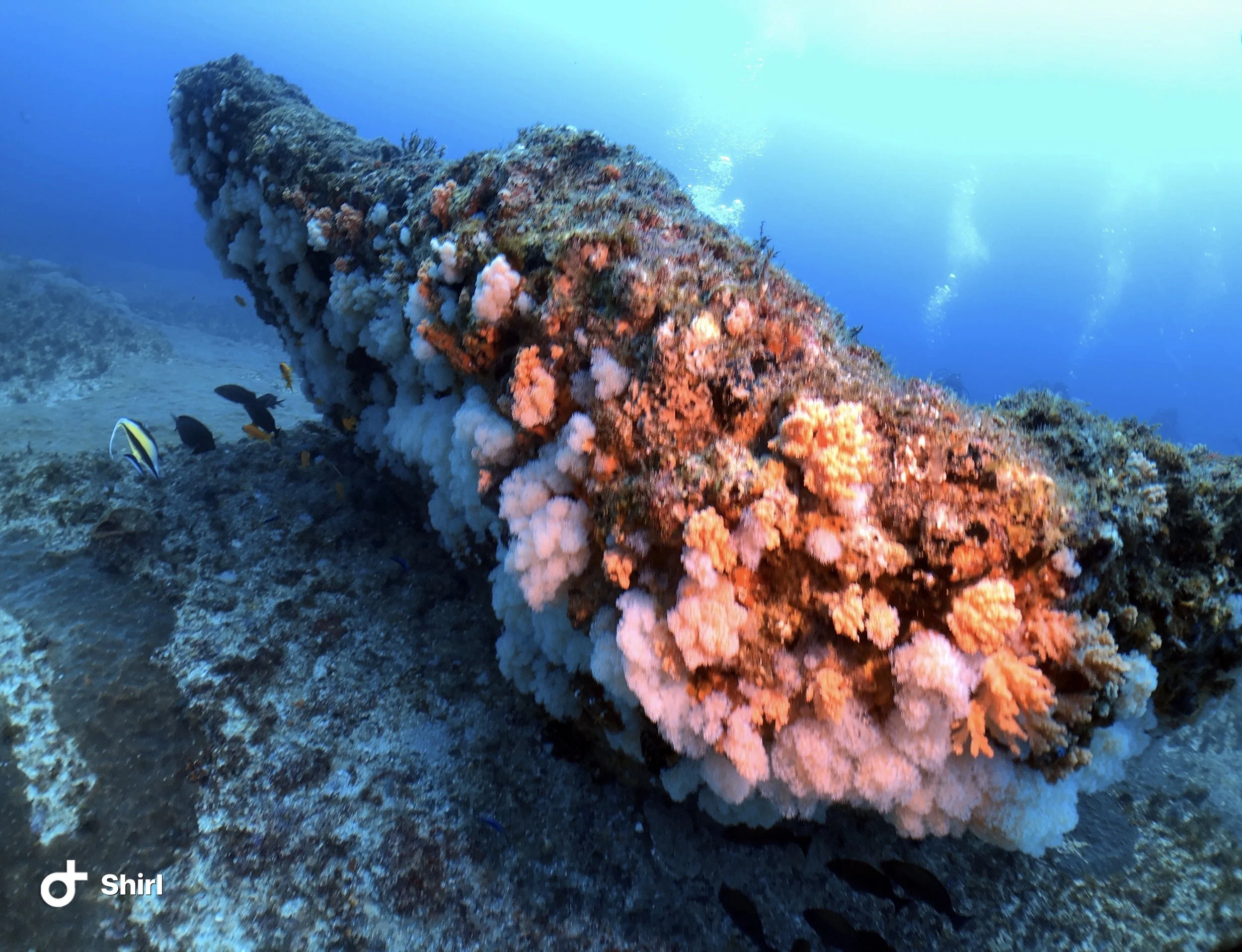 Why REEFS Matter Too