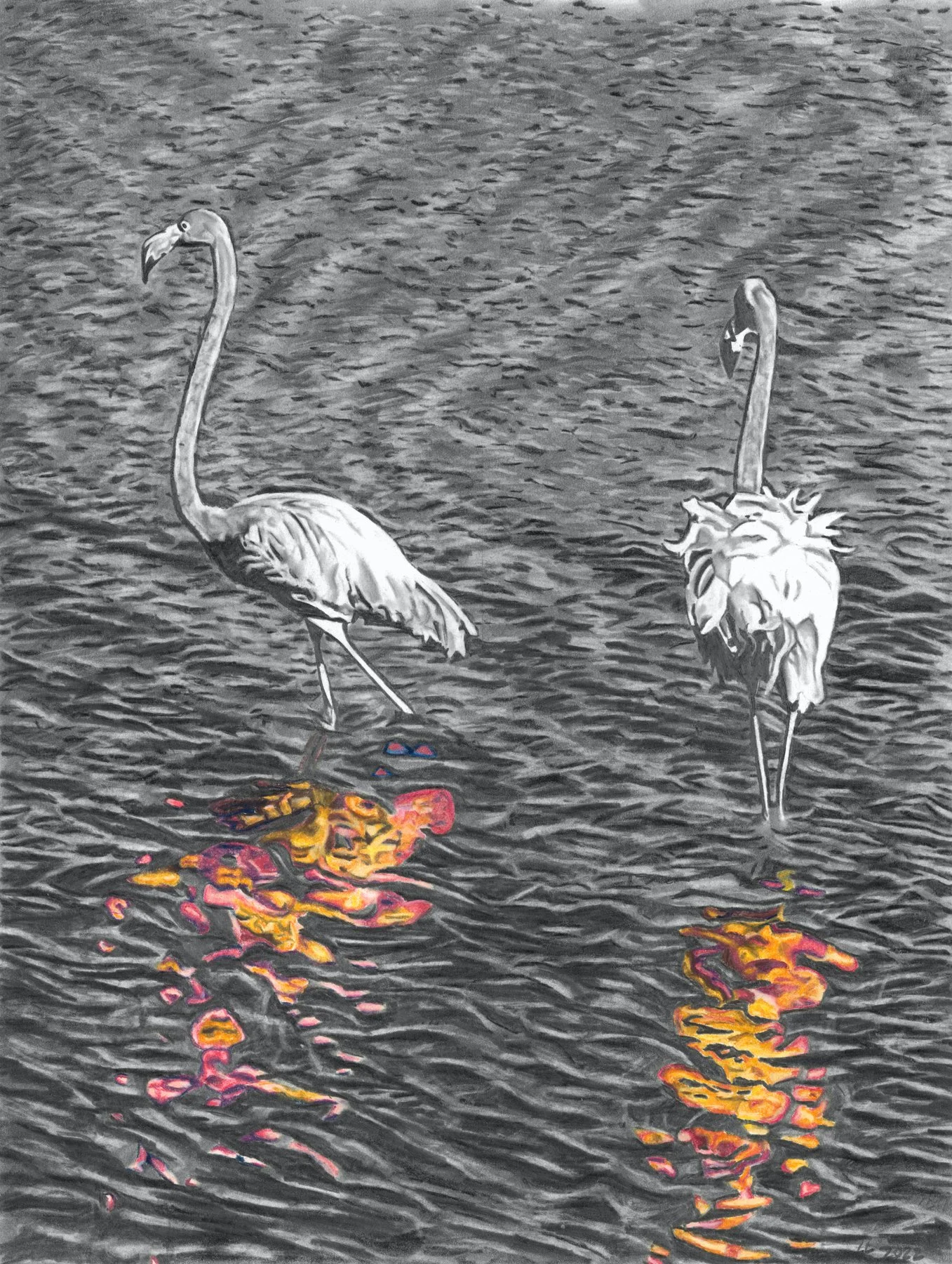 Flamingo in Water