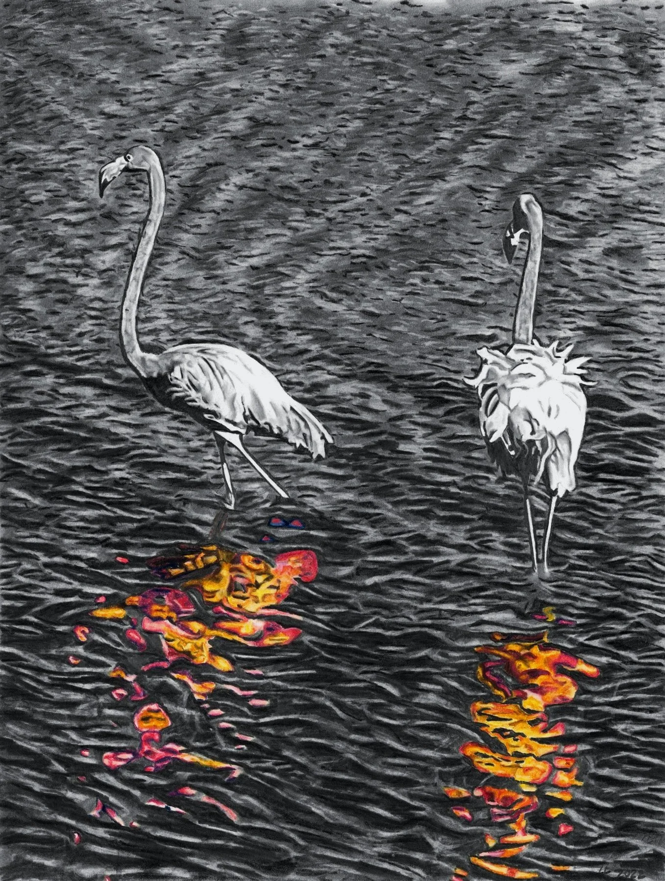 Flamingo in Water
