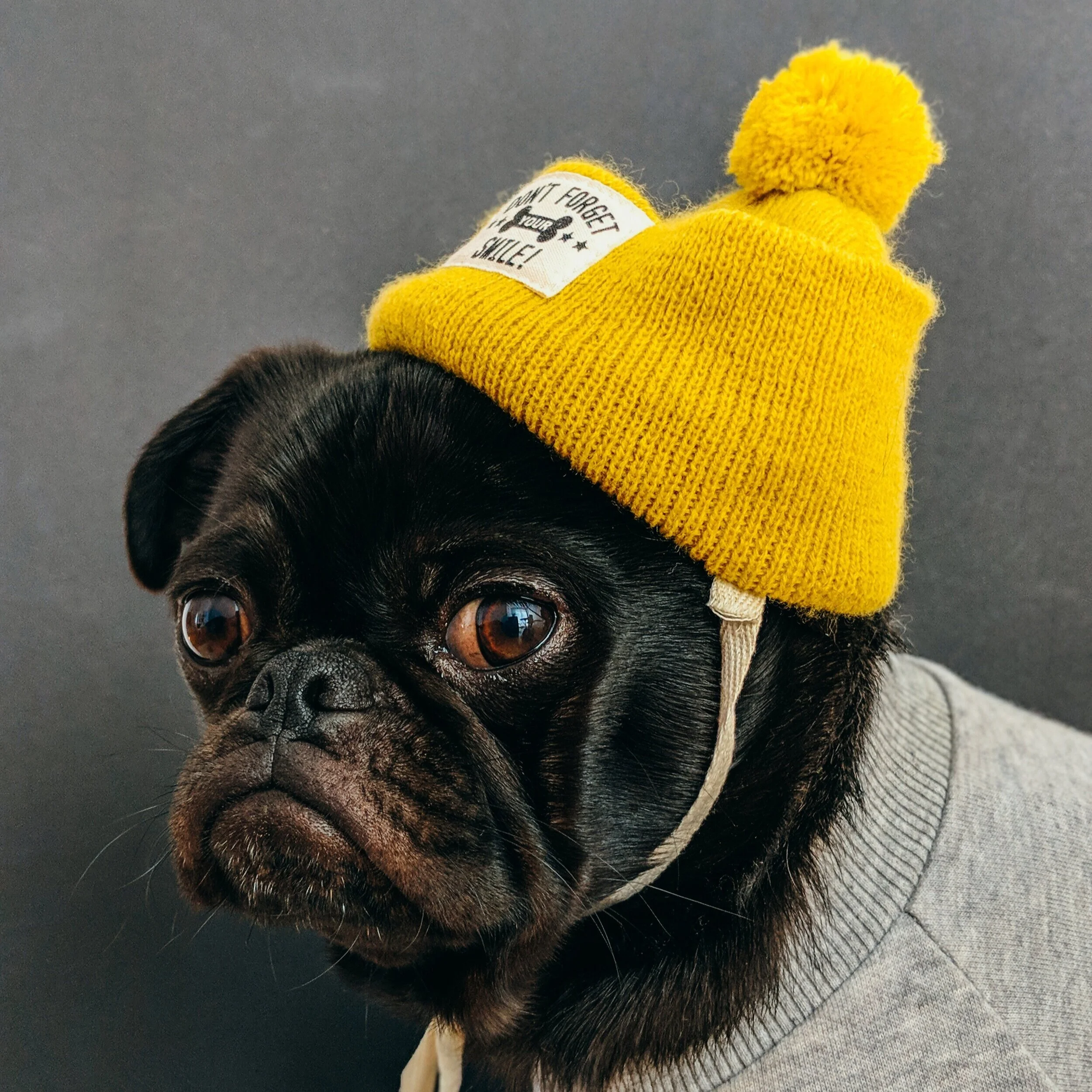 Reality Check: Nine Things That Your Dog Wants You to Understand