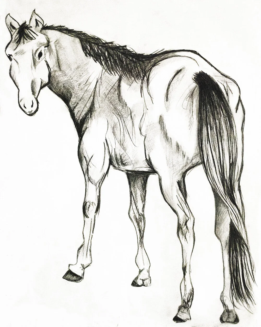 Horse_at.jpg