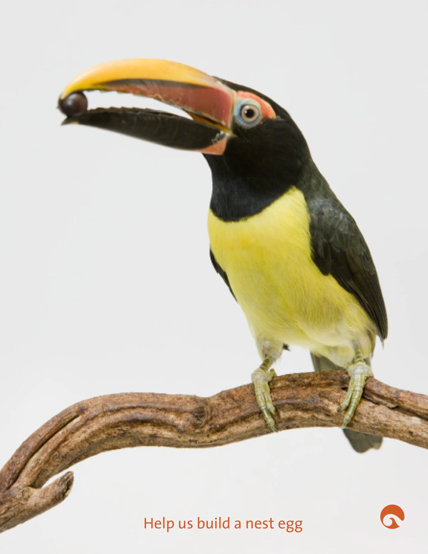 DEV 1246 Help Us Build a Nest Egg_1.jpg