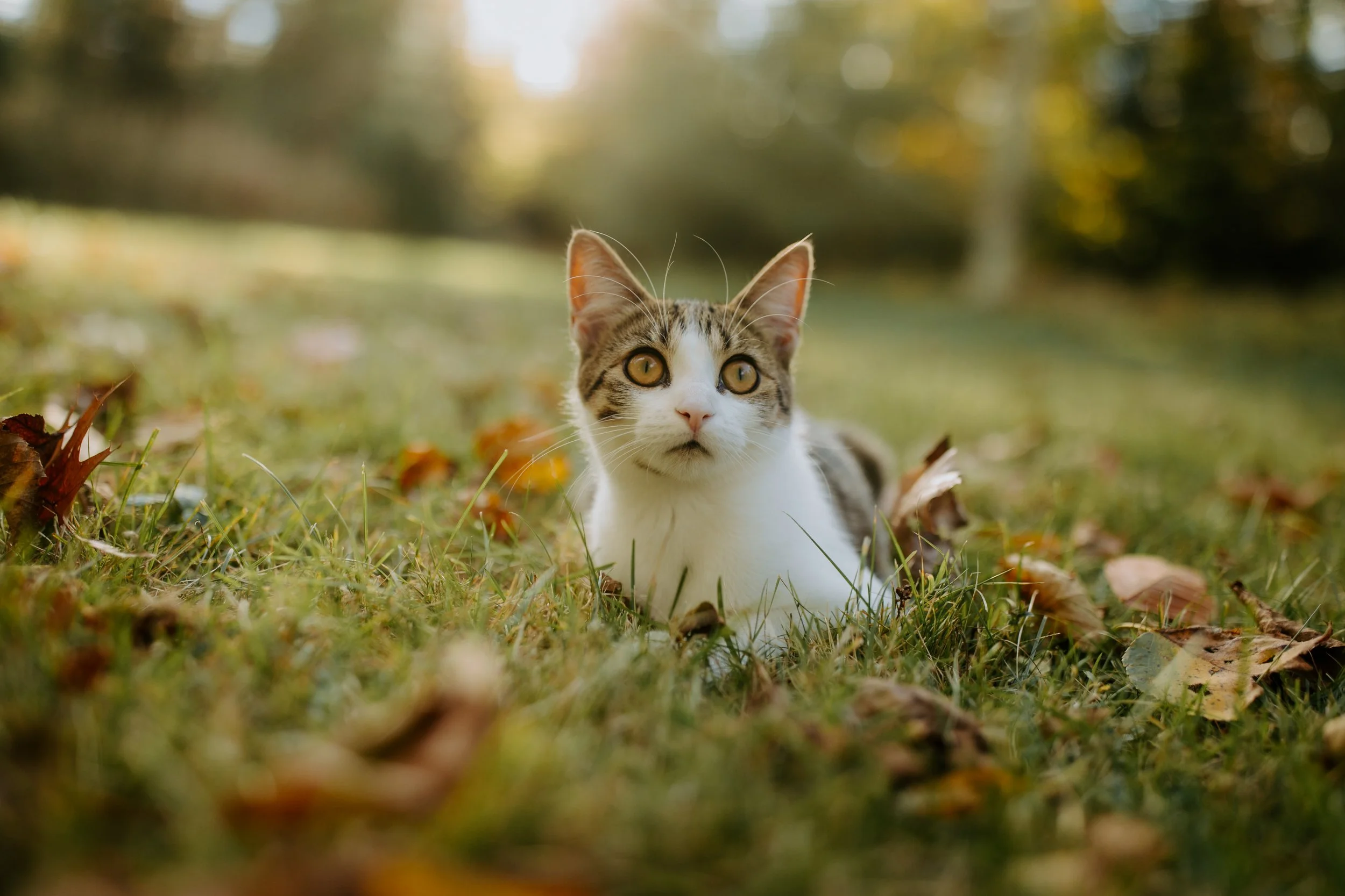 A curious tabby and white cat lying on grass with fallen leaves, outdoors in a park or garden during autumn, with trees and blurred background.