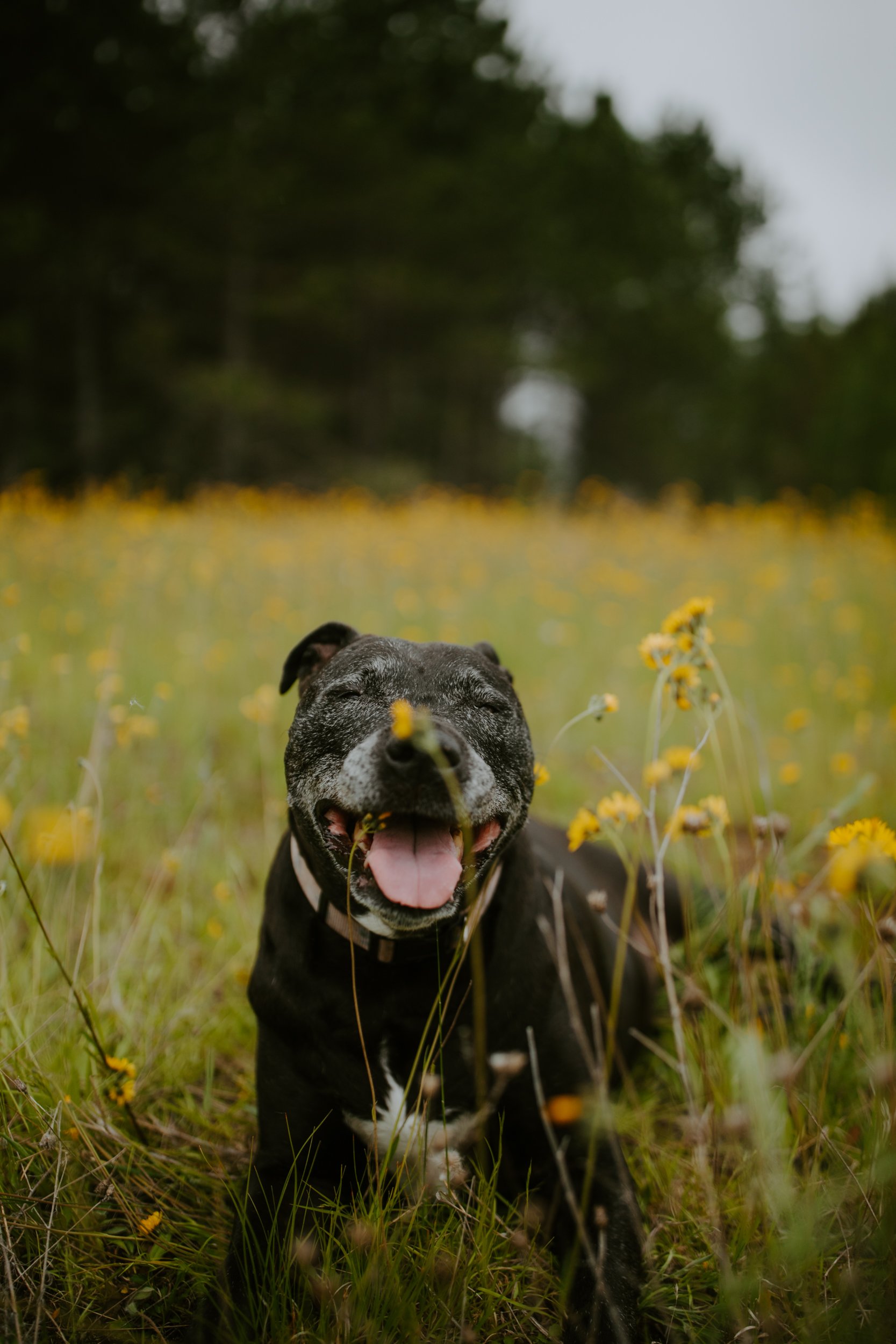 A smiling black dog lying in a yellow flower field with a blurred forest background.