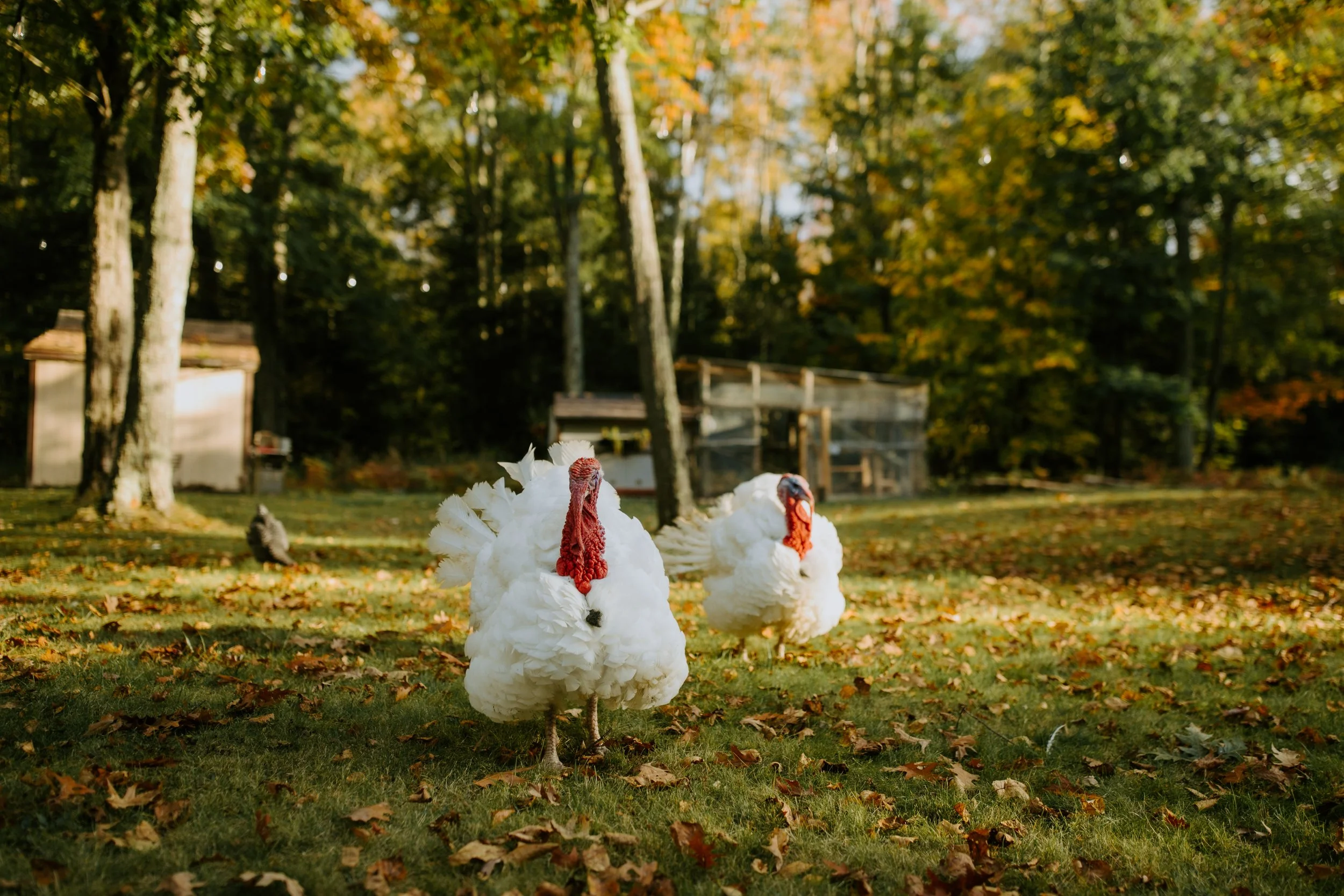Two white turkeys with red wattles standing on grass in a wooded area in fall, with leaves scattered on the ground, and a birdhouse and trees in the background.