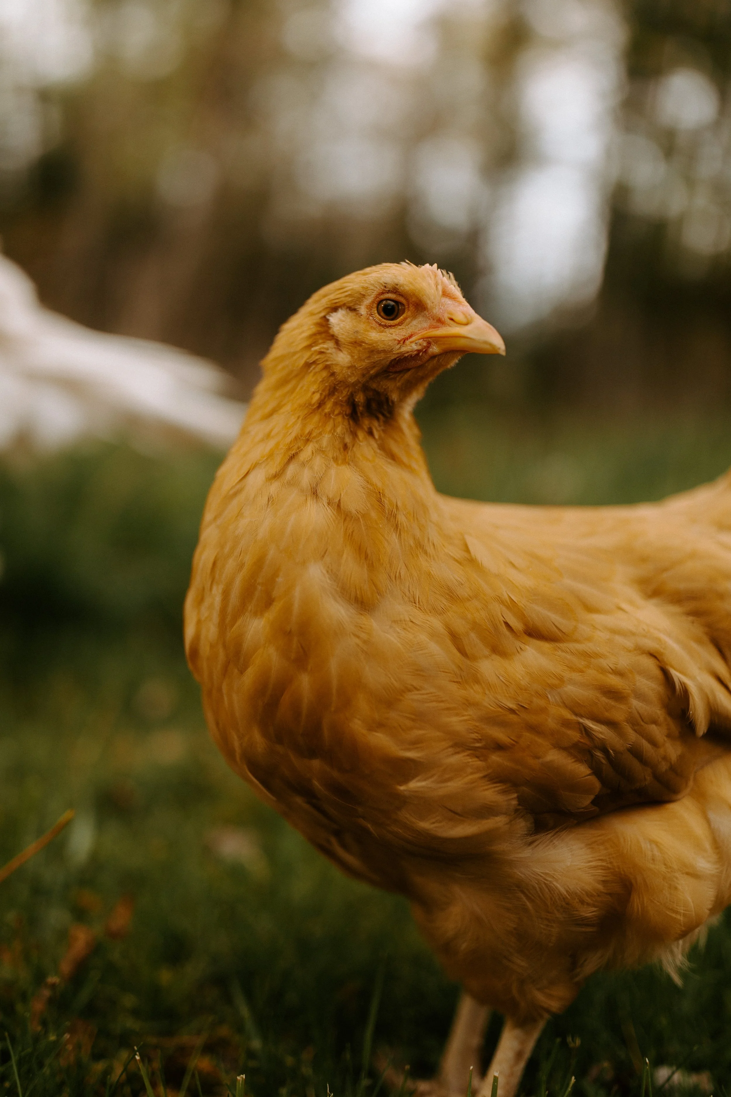 Close-up of a brown chicken standing on grass with blurred background.