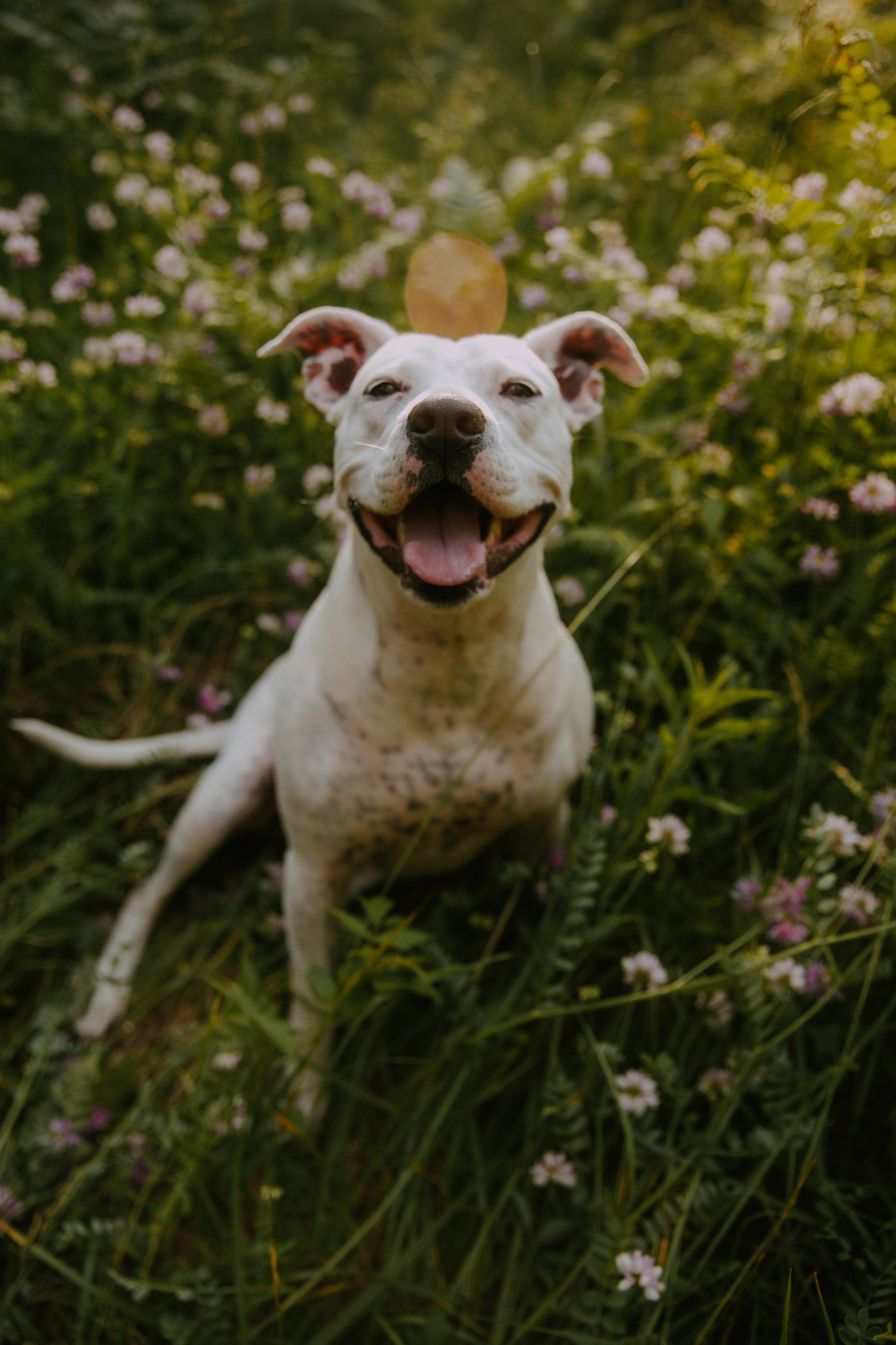 A happy white dog with spots, sitting in a field of pink flowers and green grass, with sunlight filtering through trees.