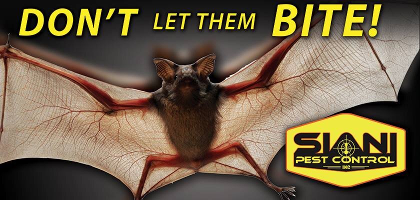bats SPC.jpg