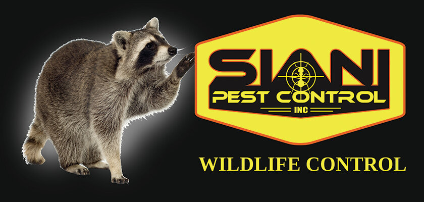 SianiPestControlWildlife_2-15A.jpg