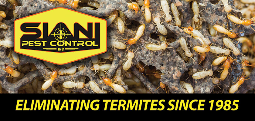 SianiPestControltermites_3-15E.jpg