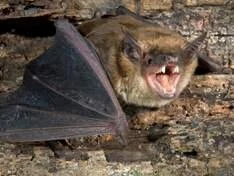 Do you have bats in your house? 