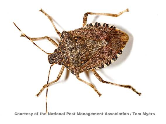 USA: Invasive stink bug to expand