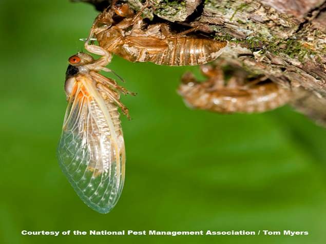 cicada-periodical-cicada-emerging.jpeg
