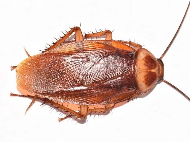 American Cockroach