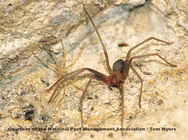 brown-recluse-spider.jpeg