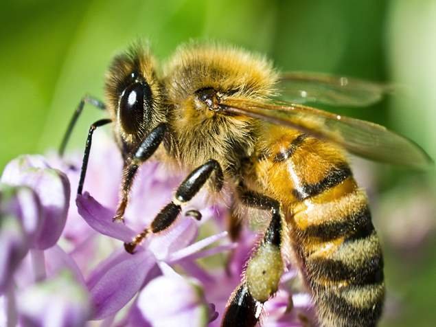 honey-bee-foraging-side-view.jpeg