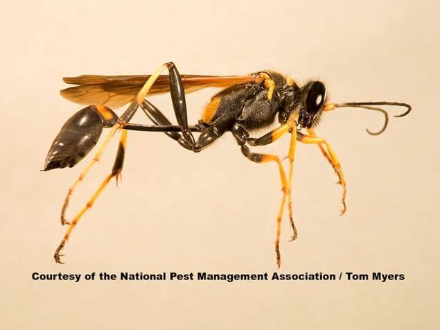 34-mud-dabber-wasp-_l0o5058-npma.jpeg