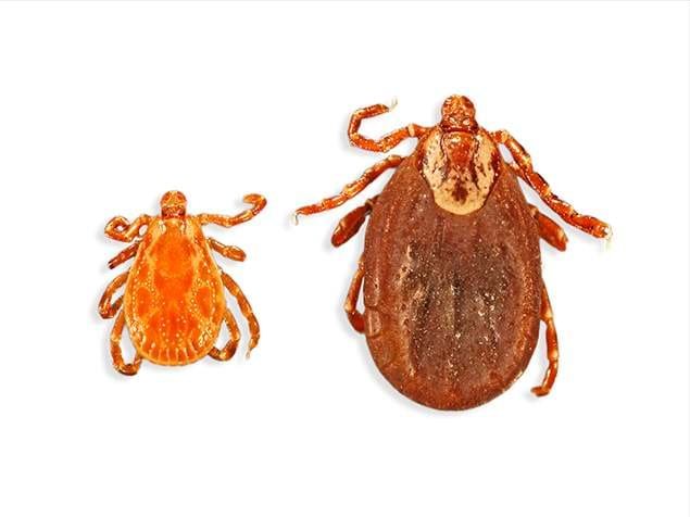 American Dog tick